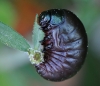 Marienkäfer larve